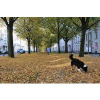 9861_9569 Fussweg zwischen den Bäumen - ein Hund spielt im Laub. | Palmaille - Fotos historischer Architektur in Hamburg Altona.